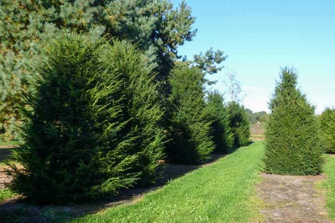 Lorenz von Ehren Baumschule Taxus baccata Große Eiben im Sommerlicht
