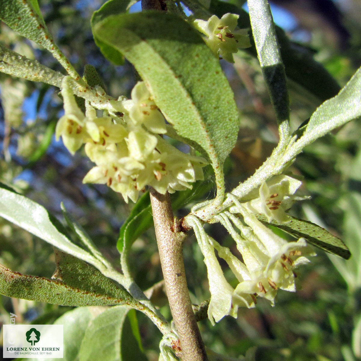 Elaeagnus angustifolia