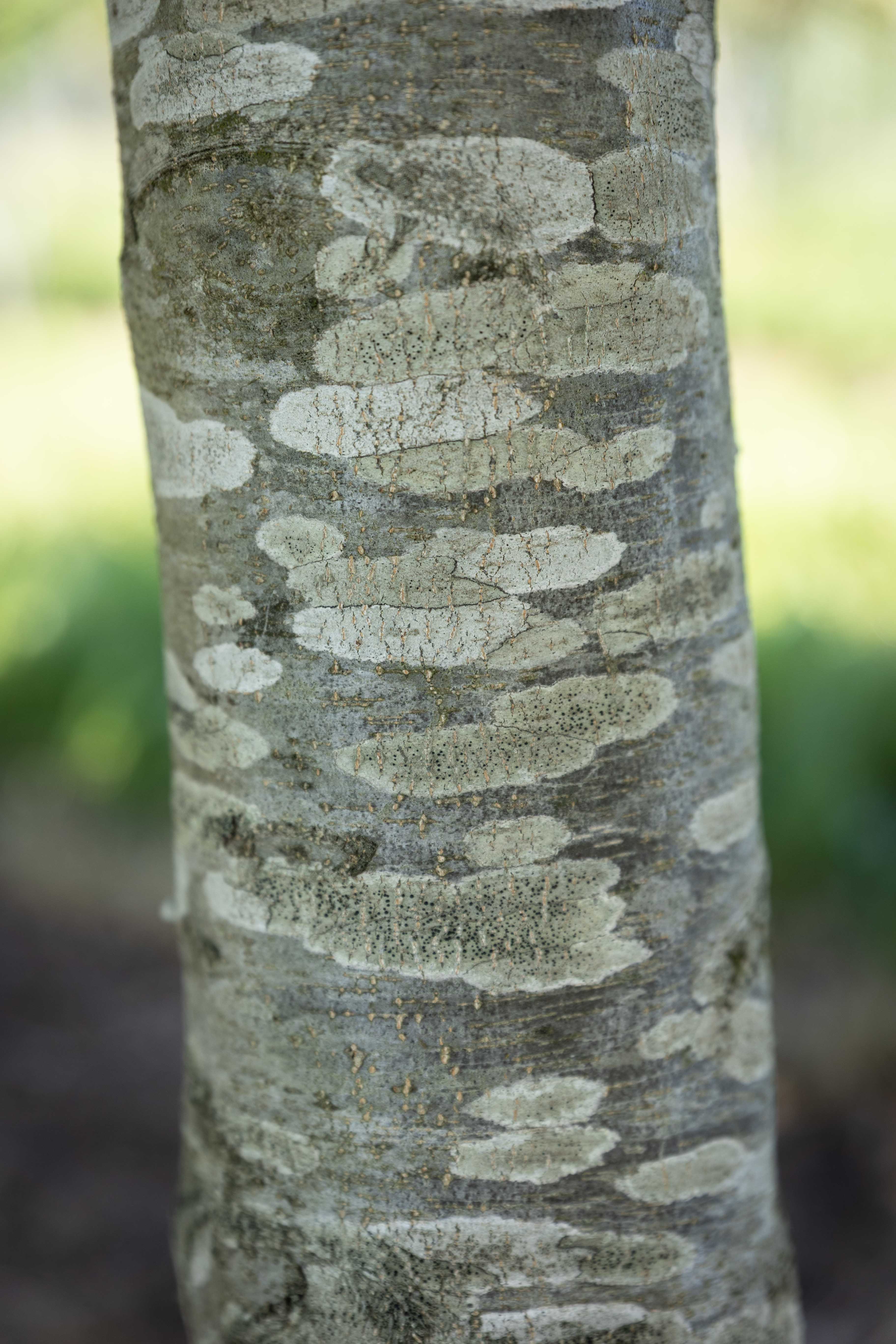 Fagus sylvatica 'Horizontalis' Unikat