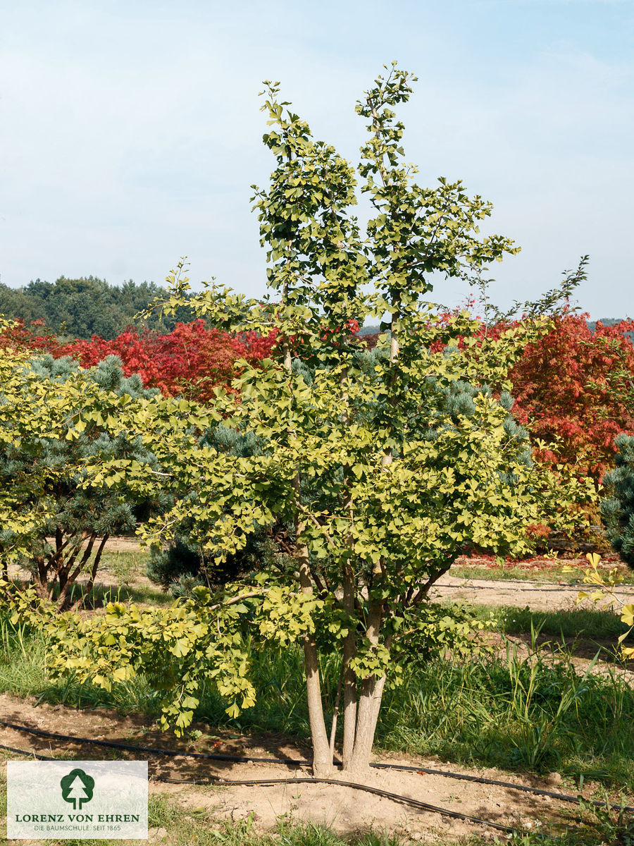 Kleiner Ginkgo in unseren Quatieren