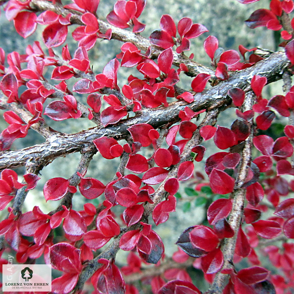 Cotoneaster horizontalis