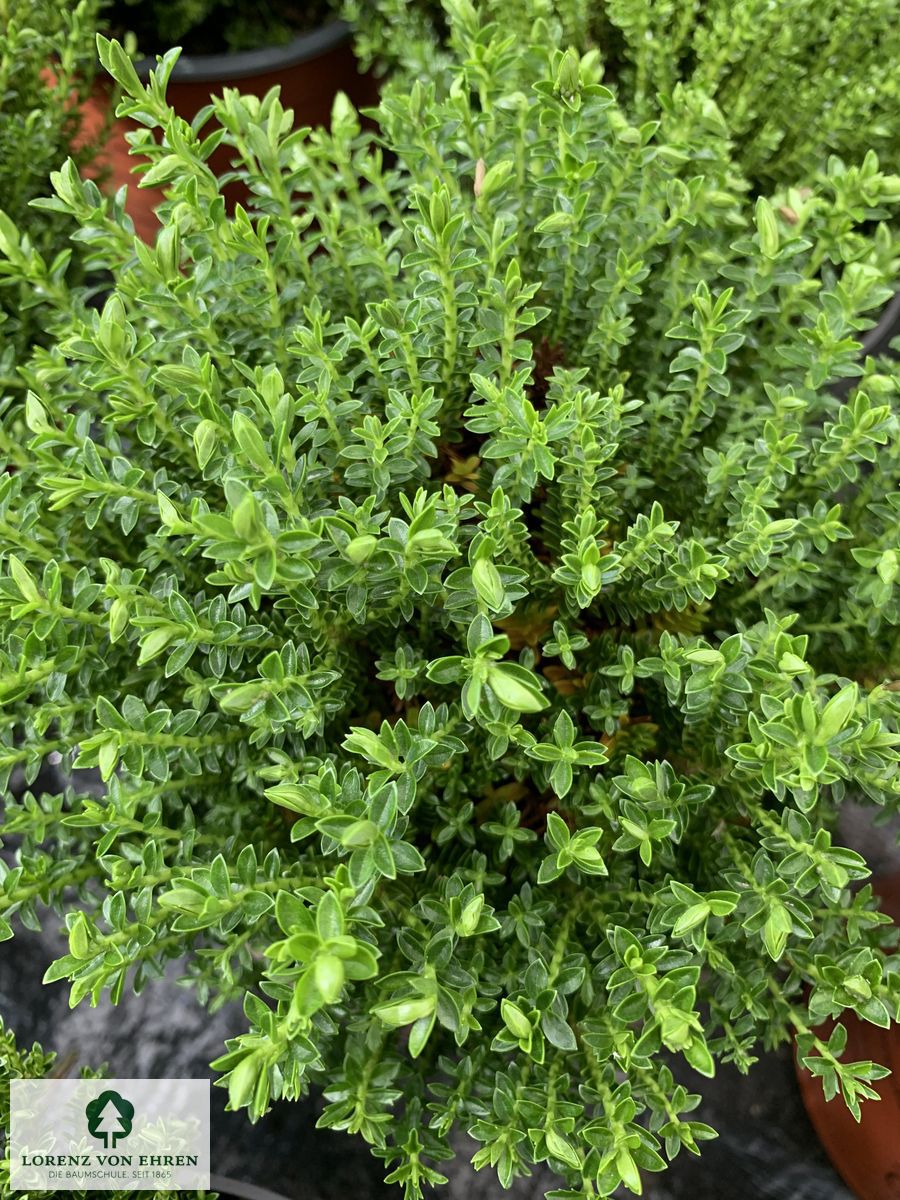 Hebe 'Emerald Gem'