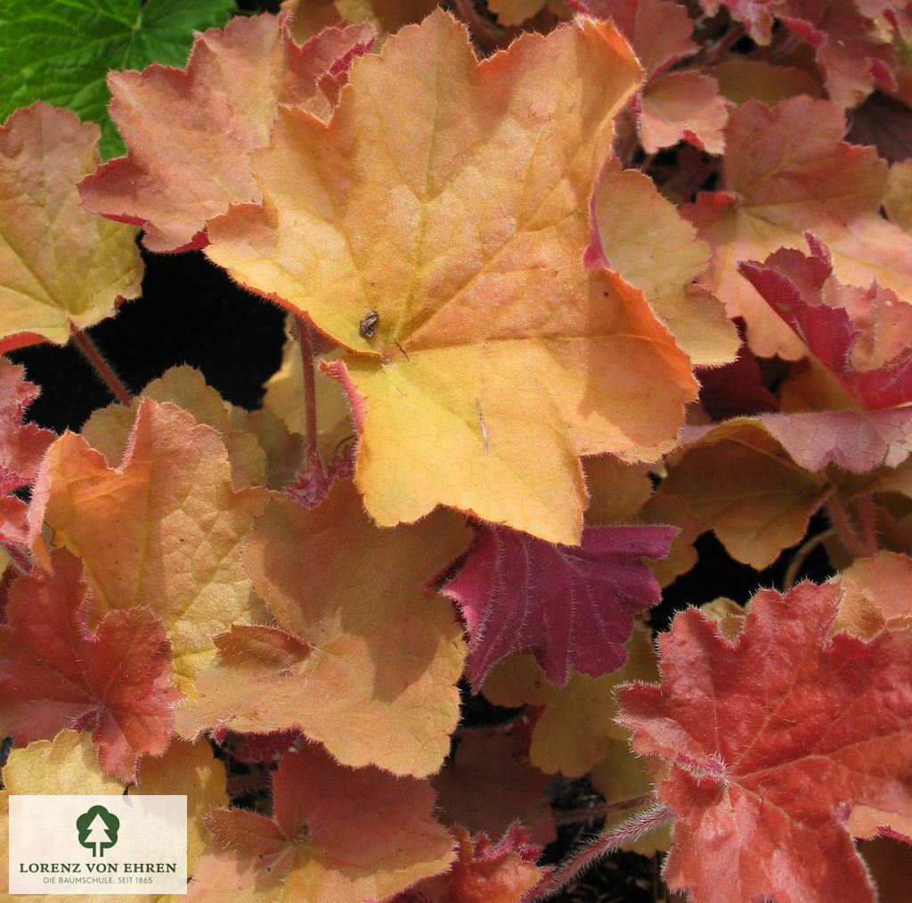 Heuchera villosa 'Caramel'