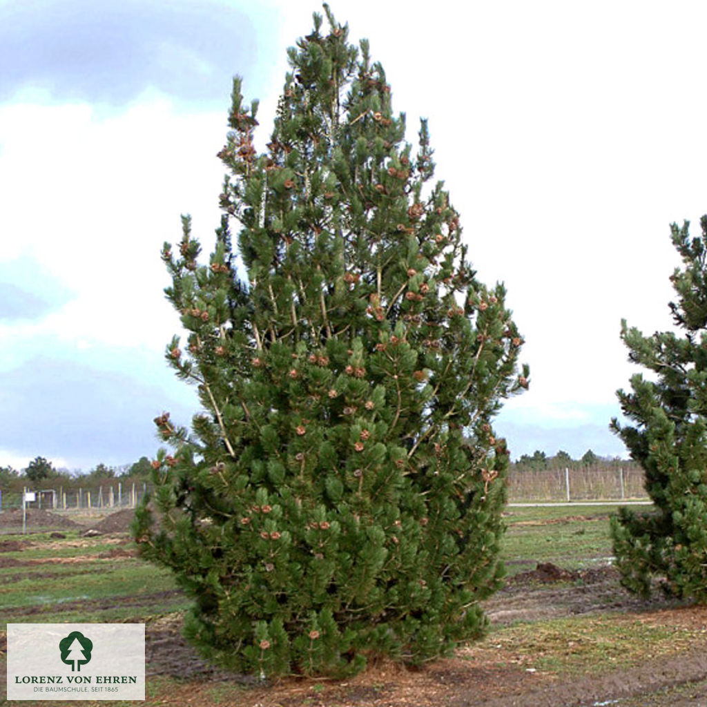 Pinus heldreichii