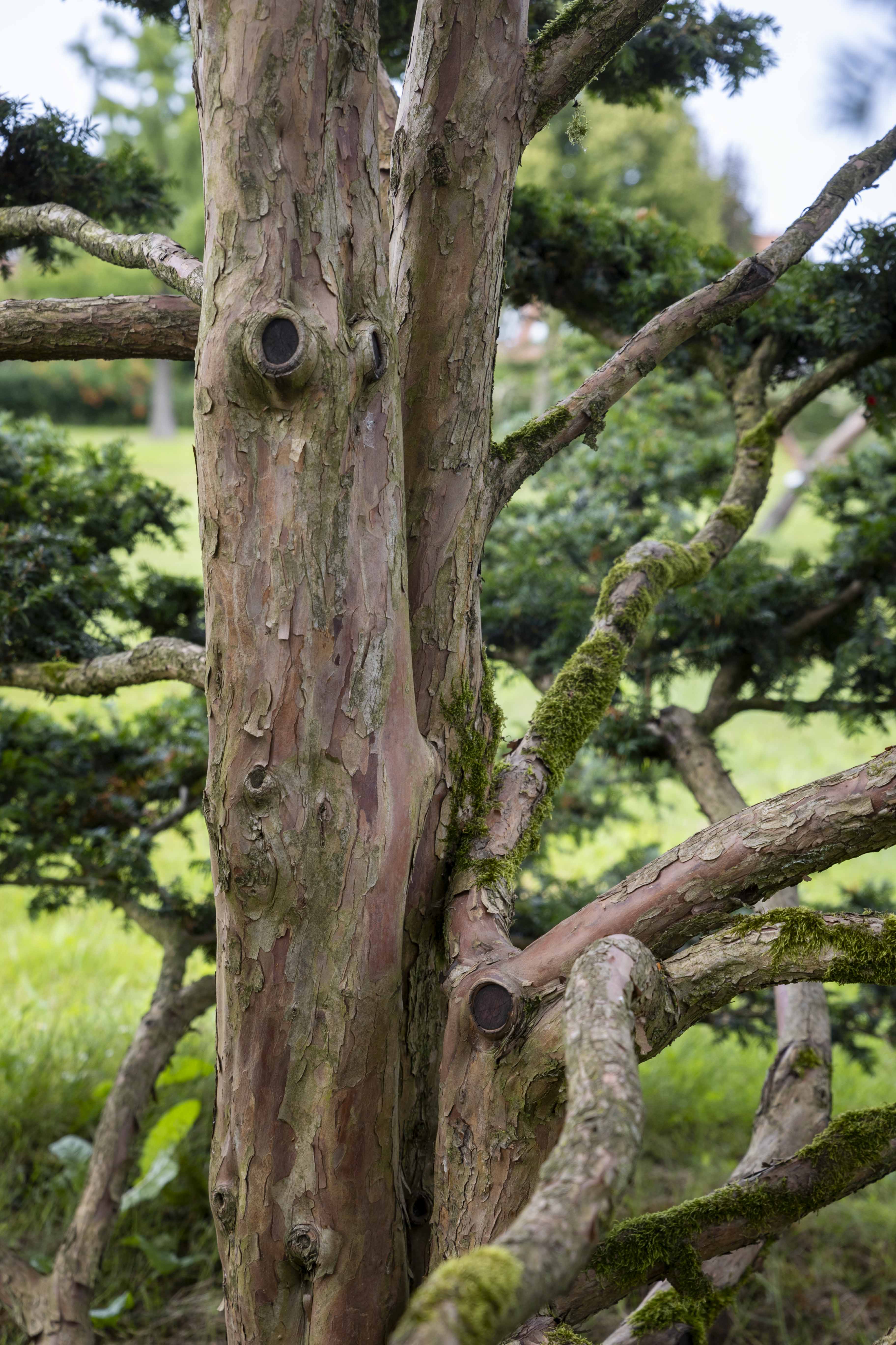 Taxus baccata Bonsai 