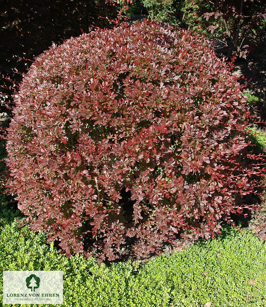 Berberis thunbergii 'Red Chief'