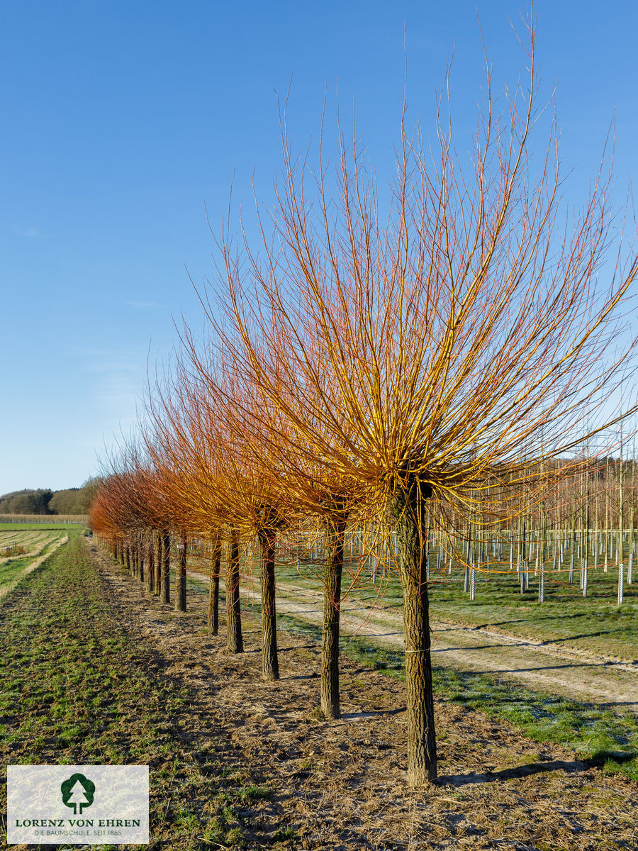 Salix alba 'Chermesina'