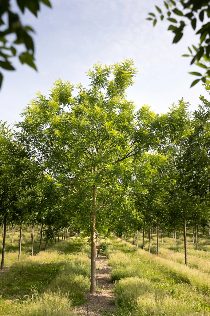 Sophora japonica Regent in Reihe im Sommer
