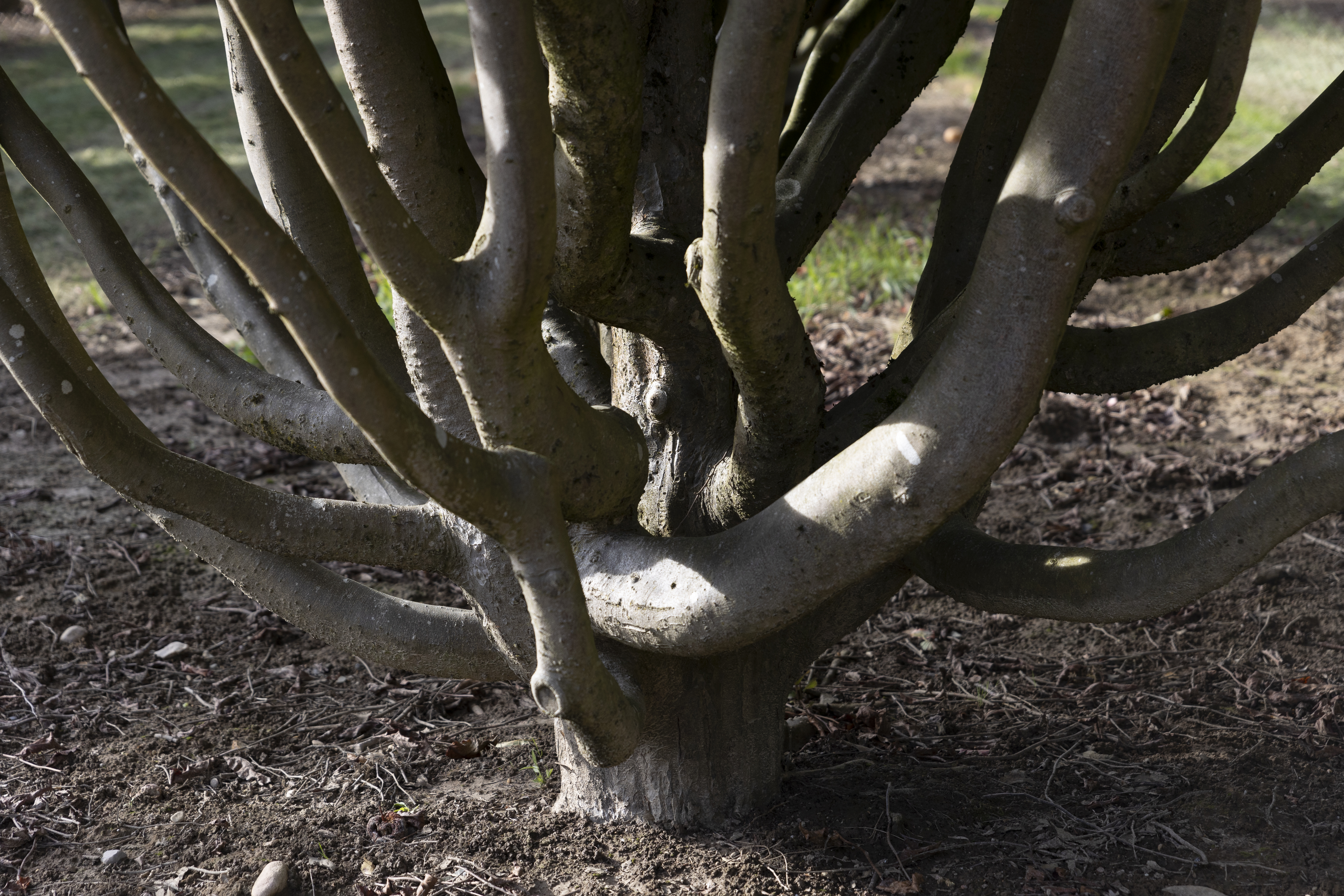 Parrotia persica Unikat