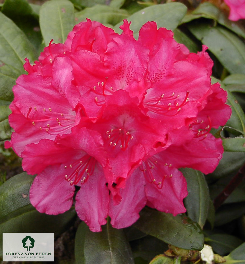Rhododendron yakushimanum 'Astrid'