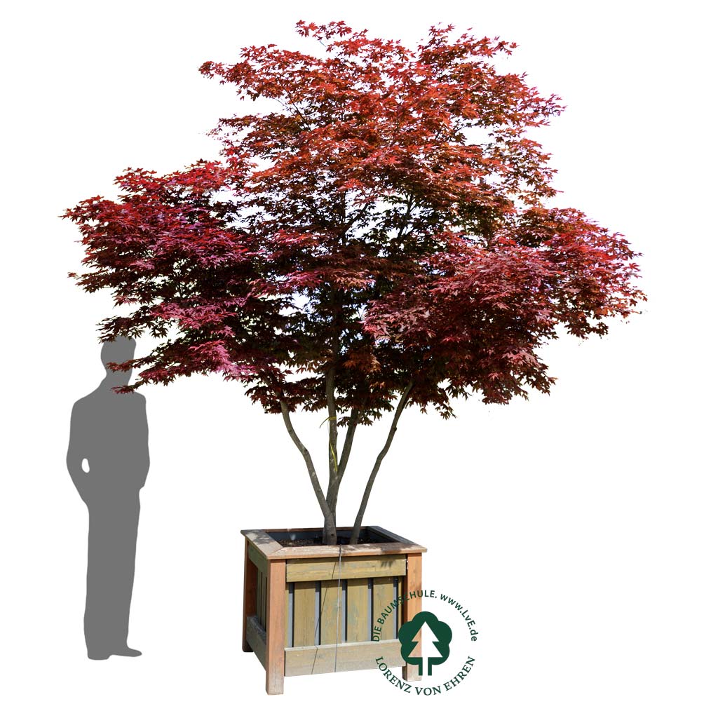 Acer palmatum 'Atropurpureum'