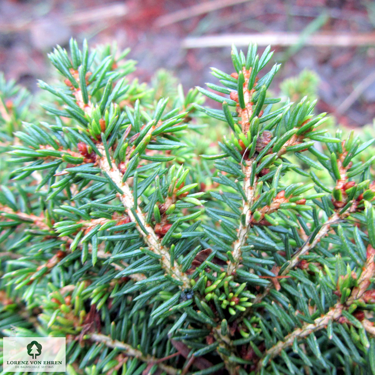 Picea abies 'Little Gem'