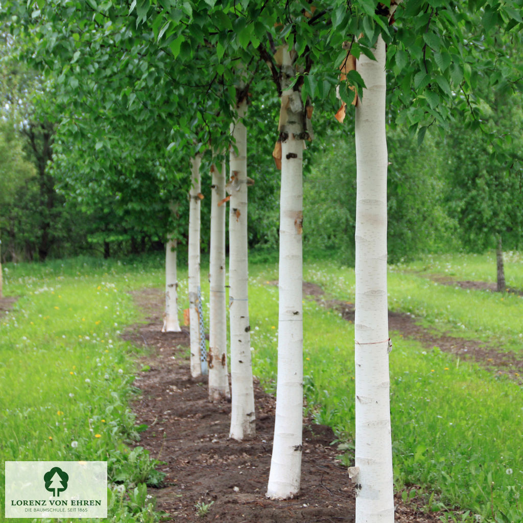 Betula albosinensis