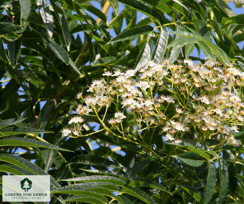 Sorbus 'Dodong'