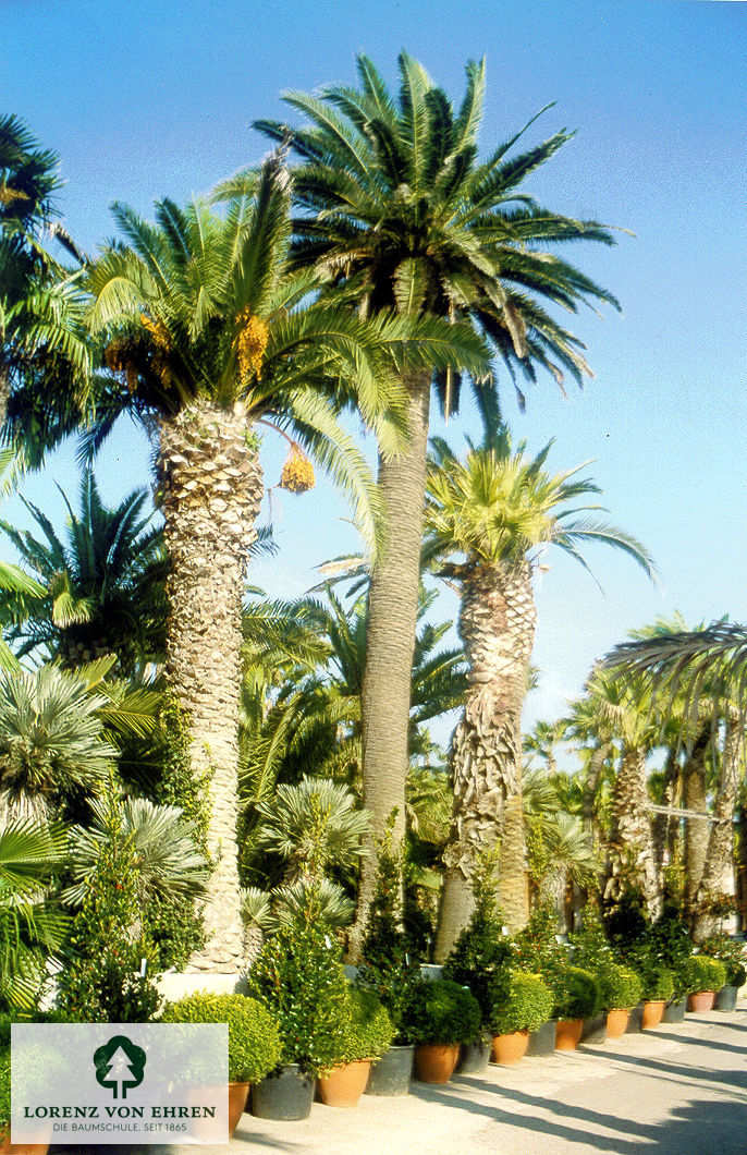Phoenix canariensis