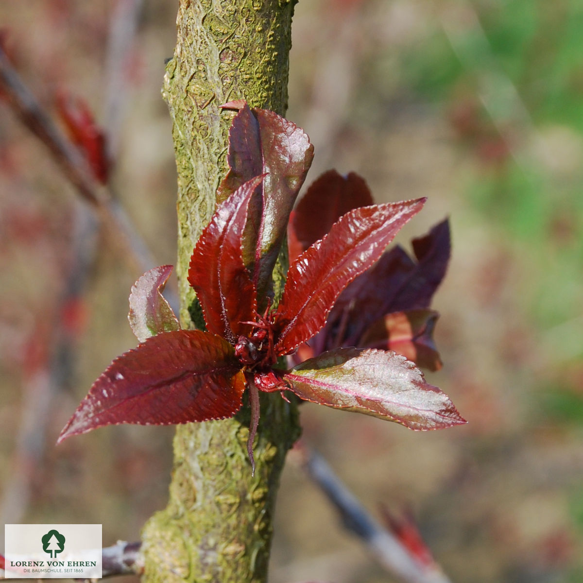 Malus 'Royalty'