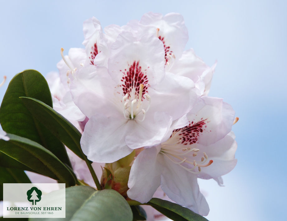 Rhododendron Hybride 'Humboldt'