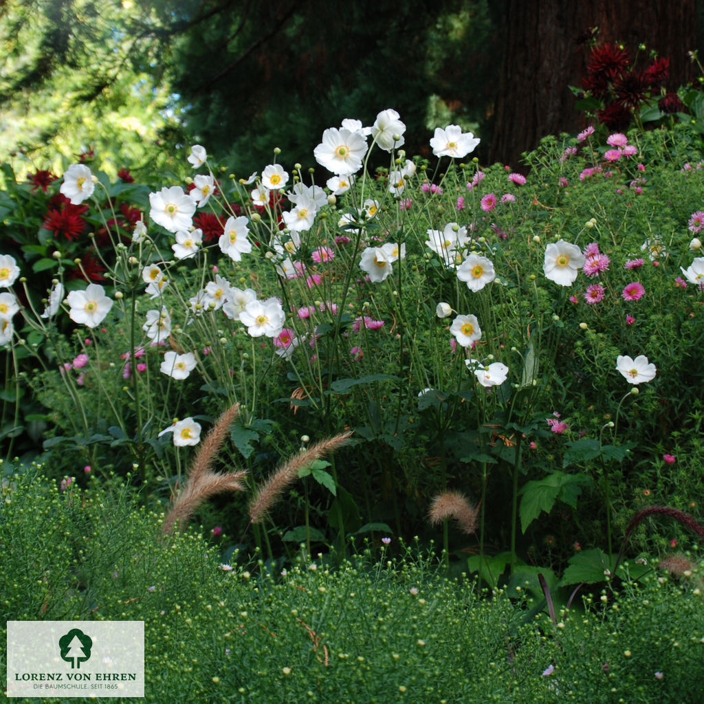 Anemone hupehensis 'Prinz Heinrich'