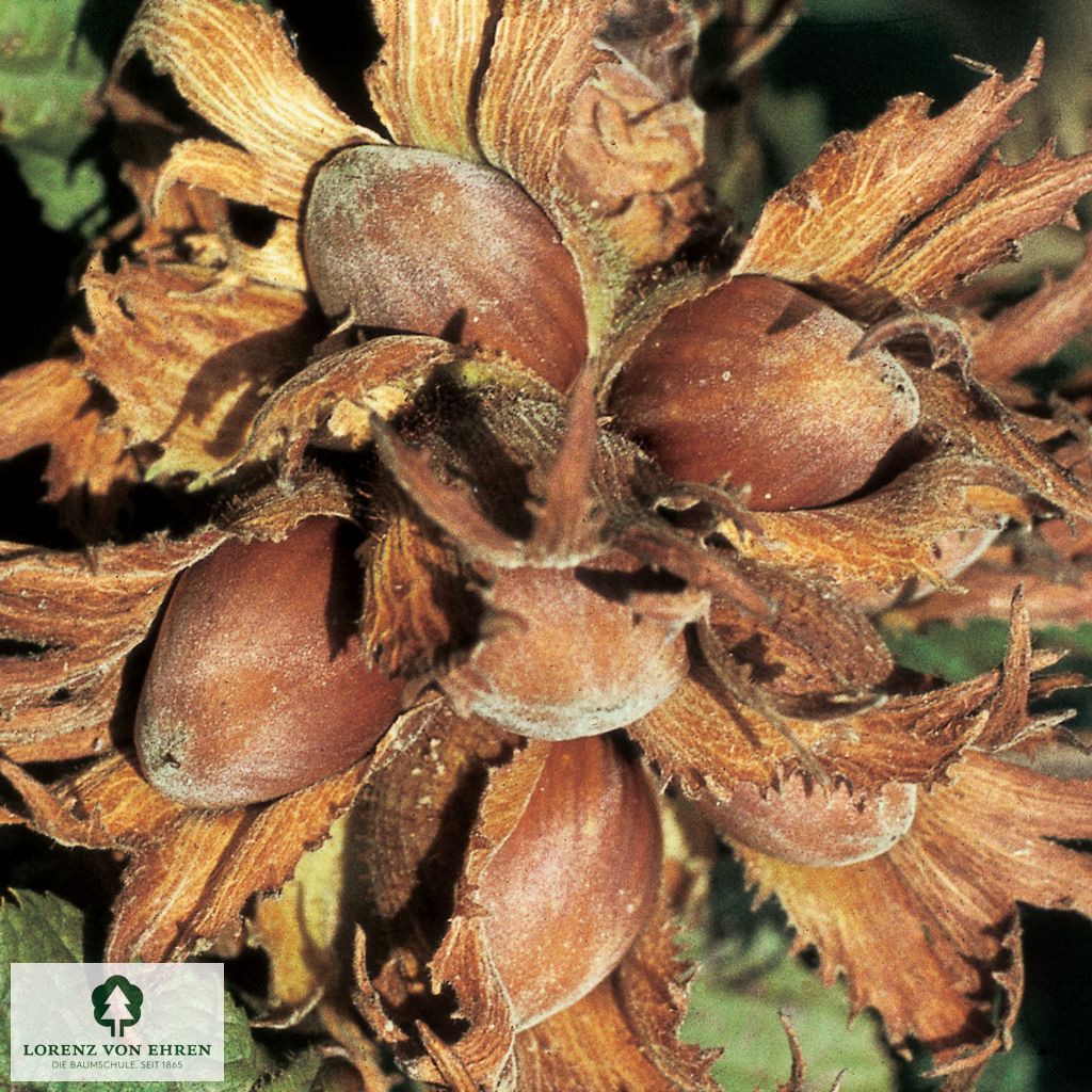 Corylus avellana 'Webb's Preisnuss'