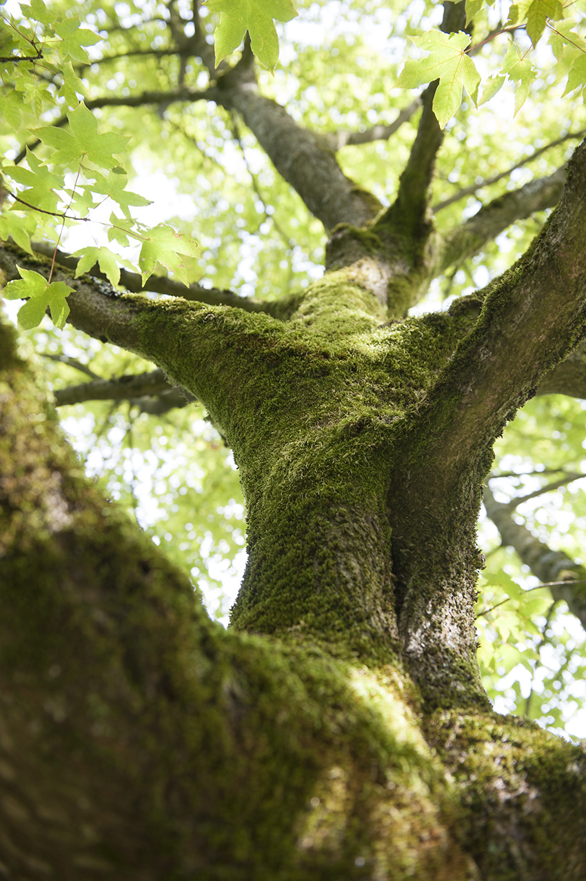 Acer neglectum 'Annae' Unikat