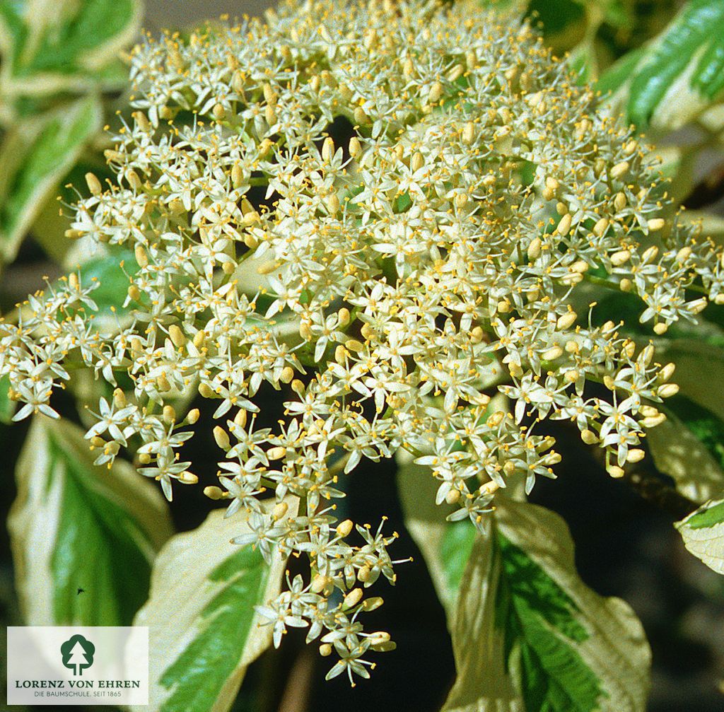 Cornus controversa 'Variegata'