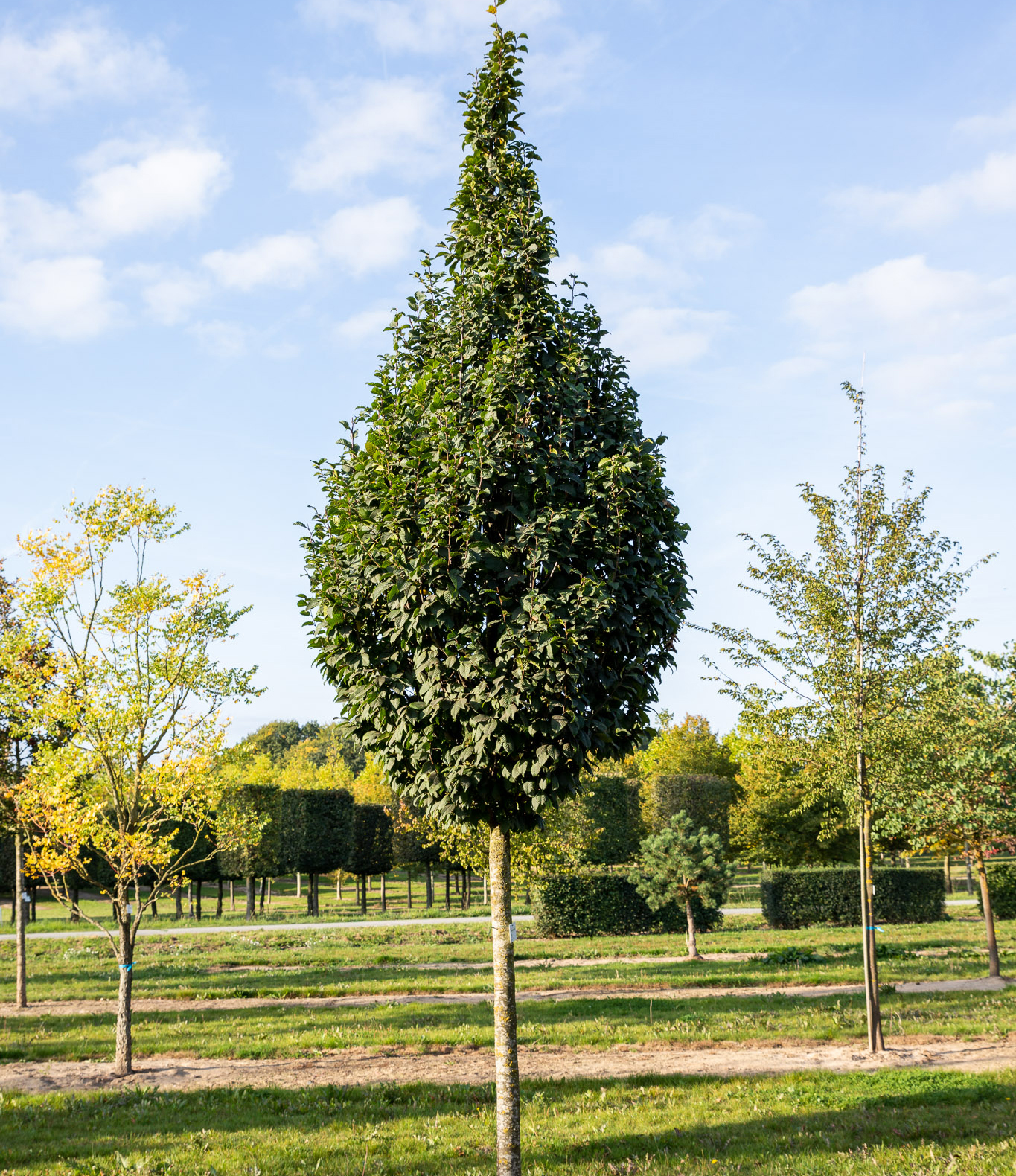 Carpinus betulus 'Lucas' Hochstamm Baum mit langem Stamm und Kegelkrone