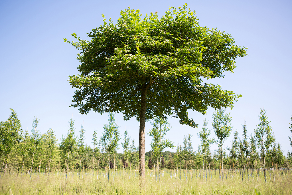 Crataegus_crus-galli Weißdorn als Schirm