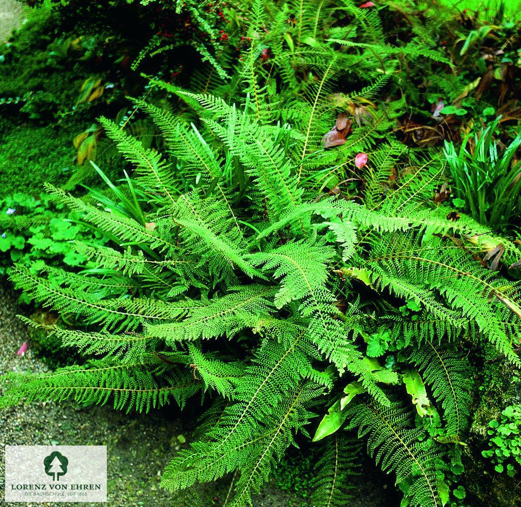Polystichum setiferum