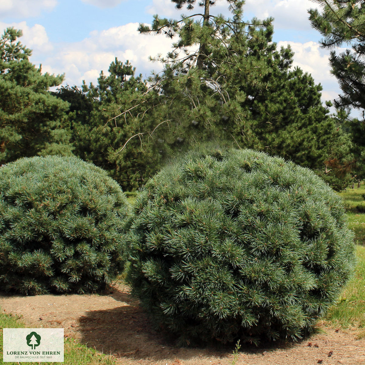 Pinus sylvestris 'Watereri'