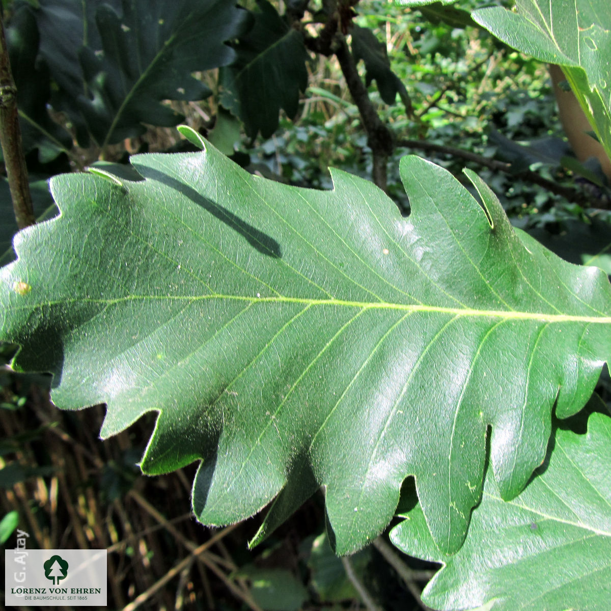 Quercus macranthera