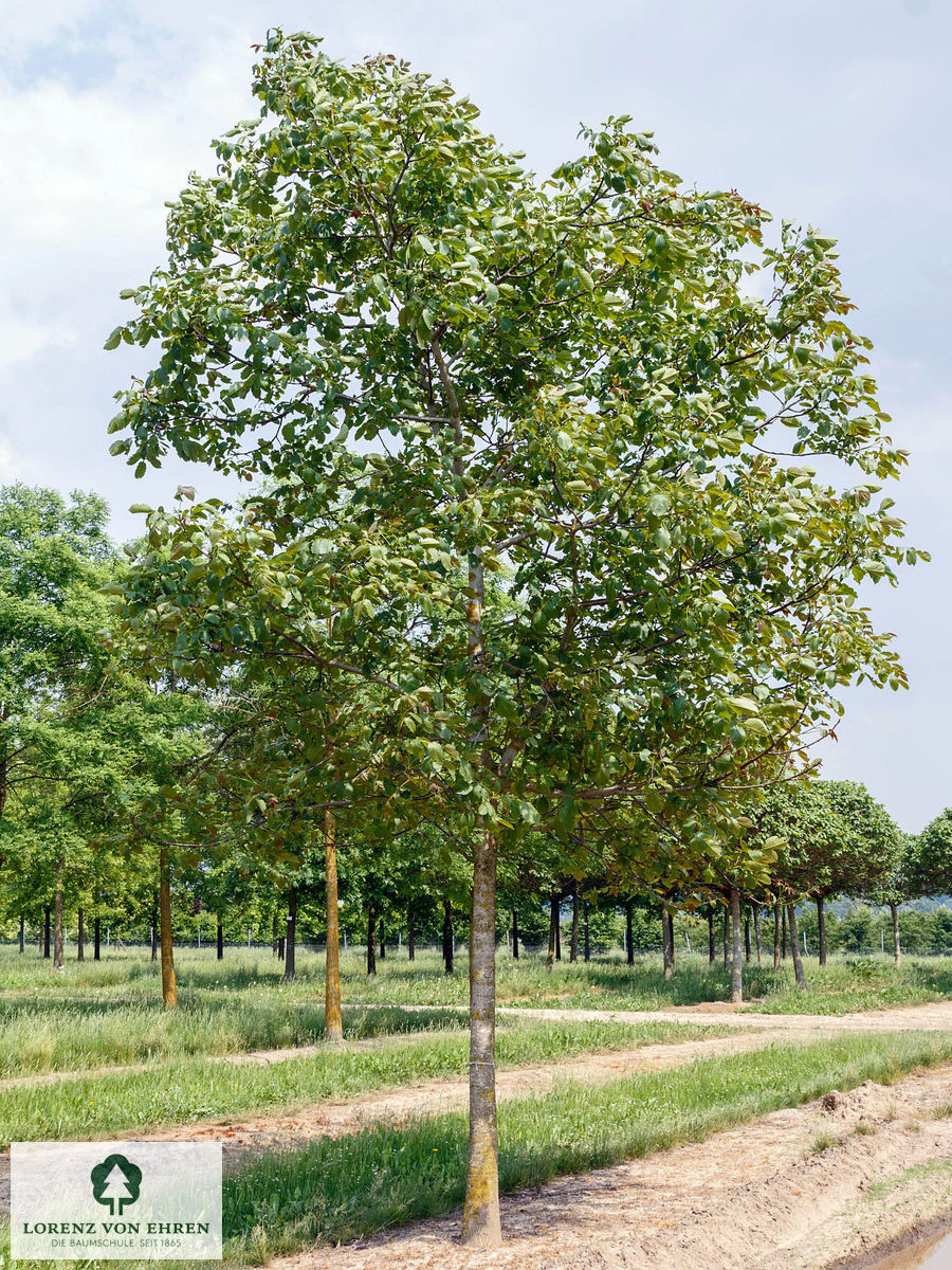 Juglans regia 'Seifersdorfer Runde'