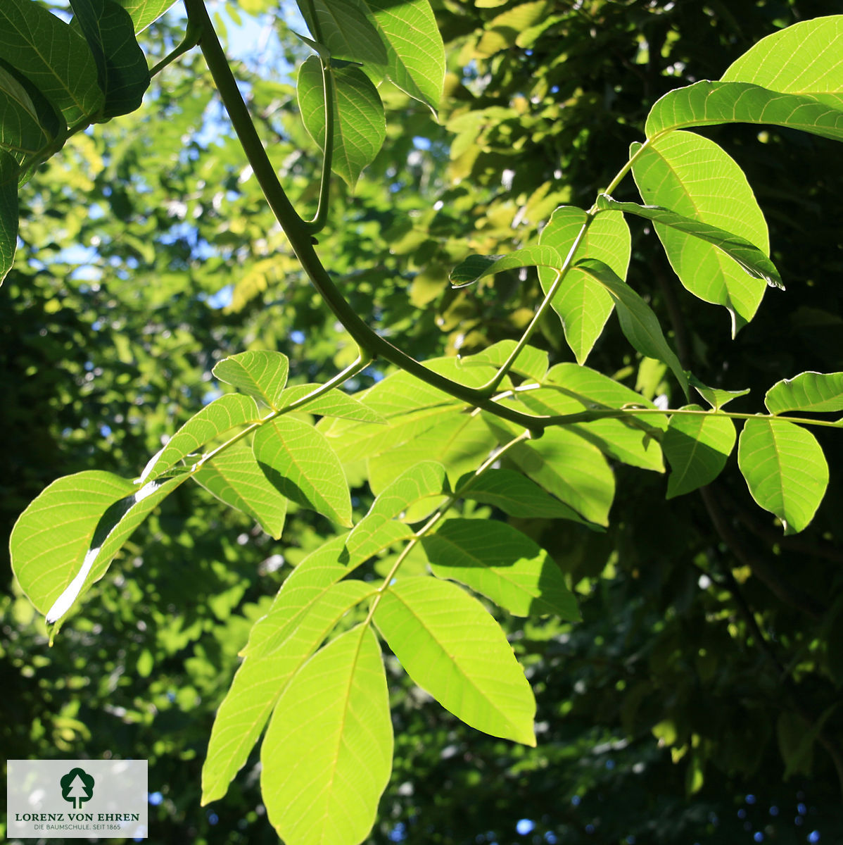 Juglans regia 'Lake'