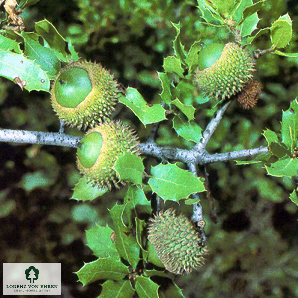 Quercus coccinea