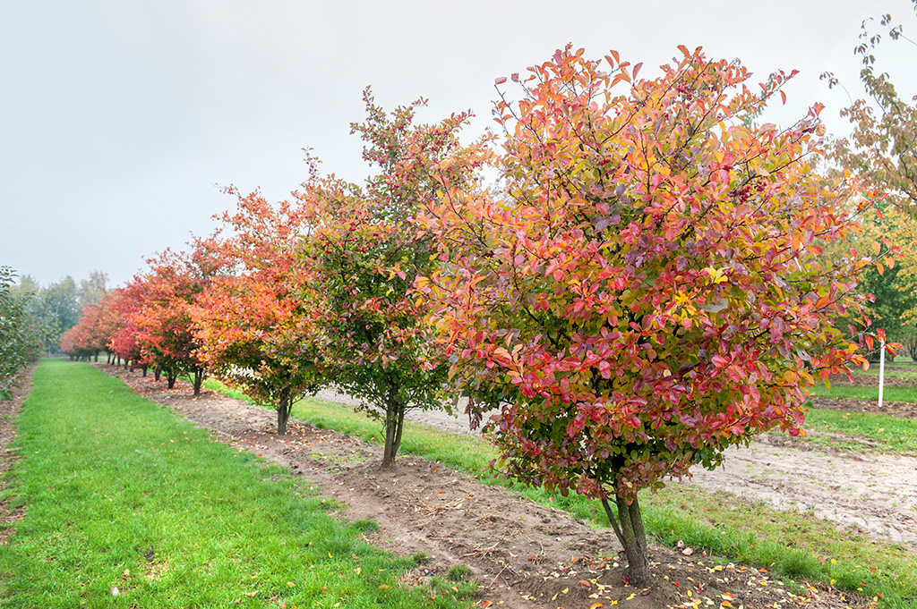 Herbstgefärbter Weißdorn