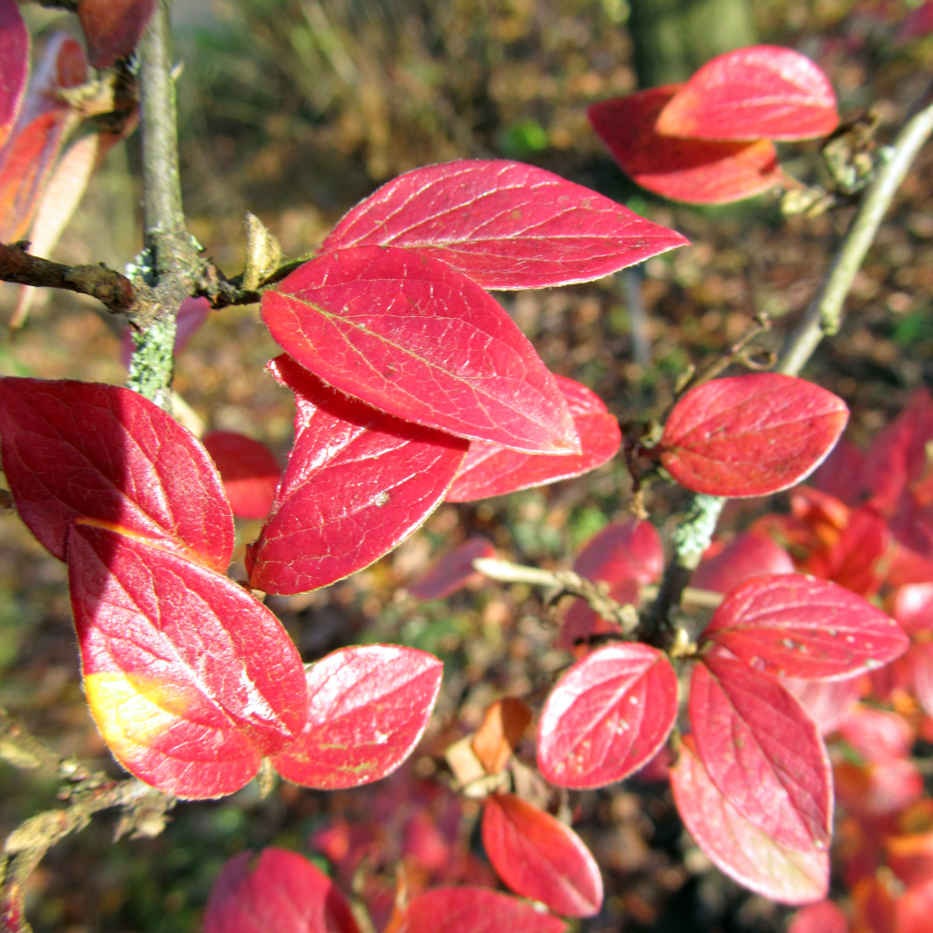 Cotoneaster dielsianus in roter Blattfärbung.