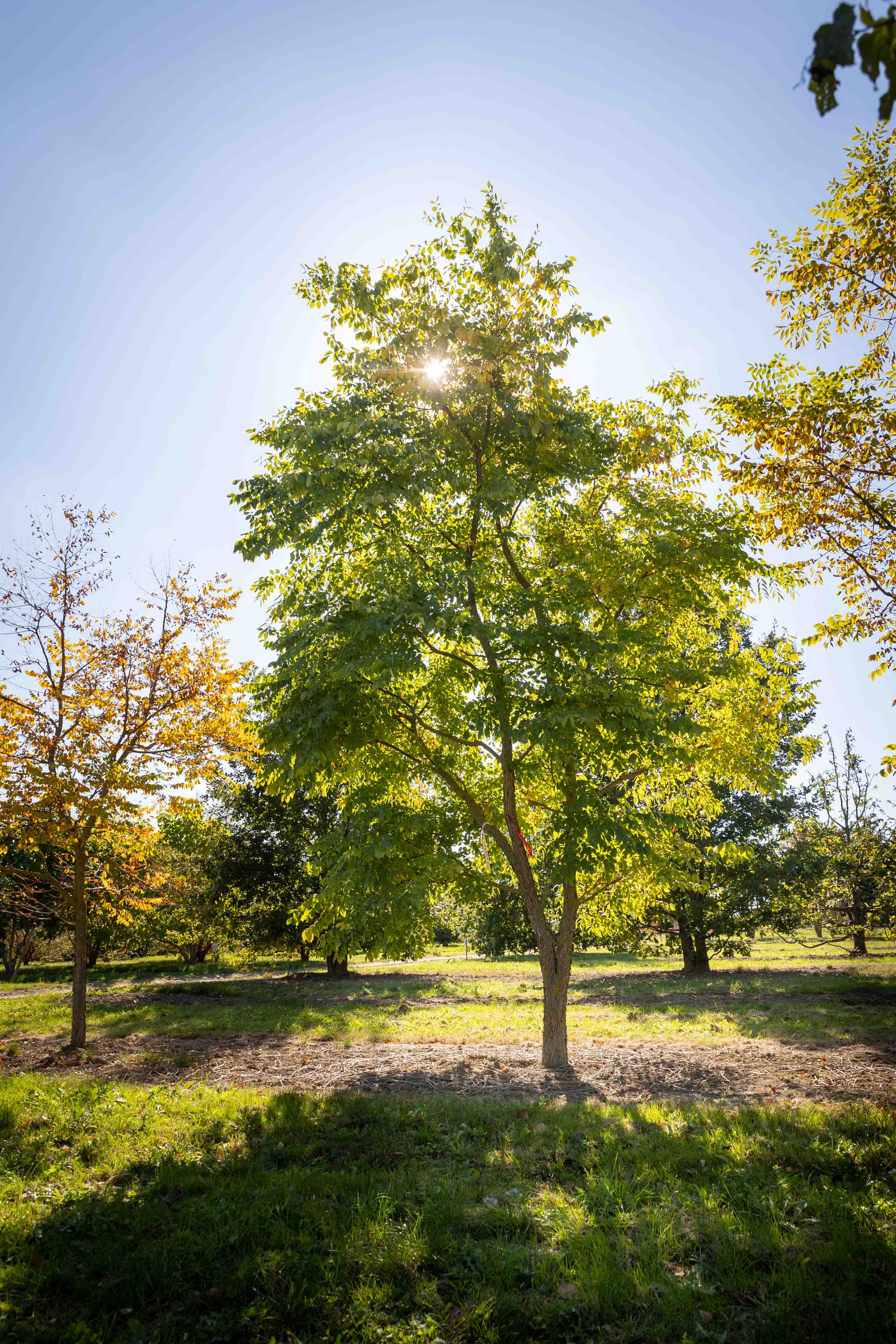 Ein sonnenbeschienener Baum mit grünen Blättern steht auf einem Feld, umgeben von weiteren Bäumen.