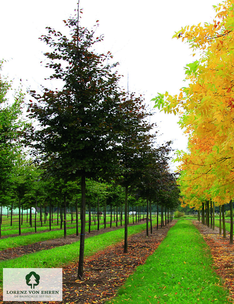 Fagus sylvatica 'Atropunicea'