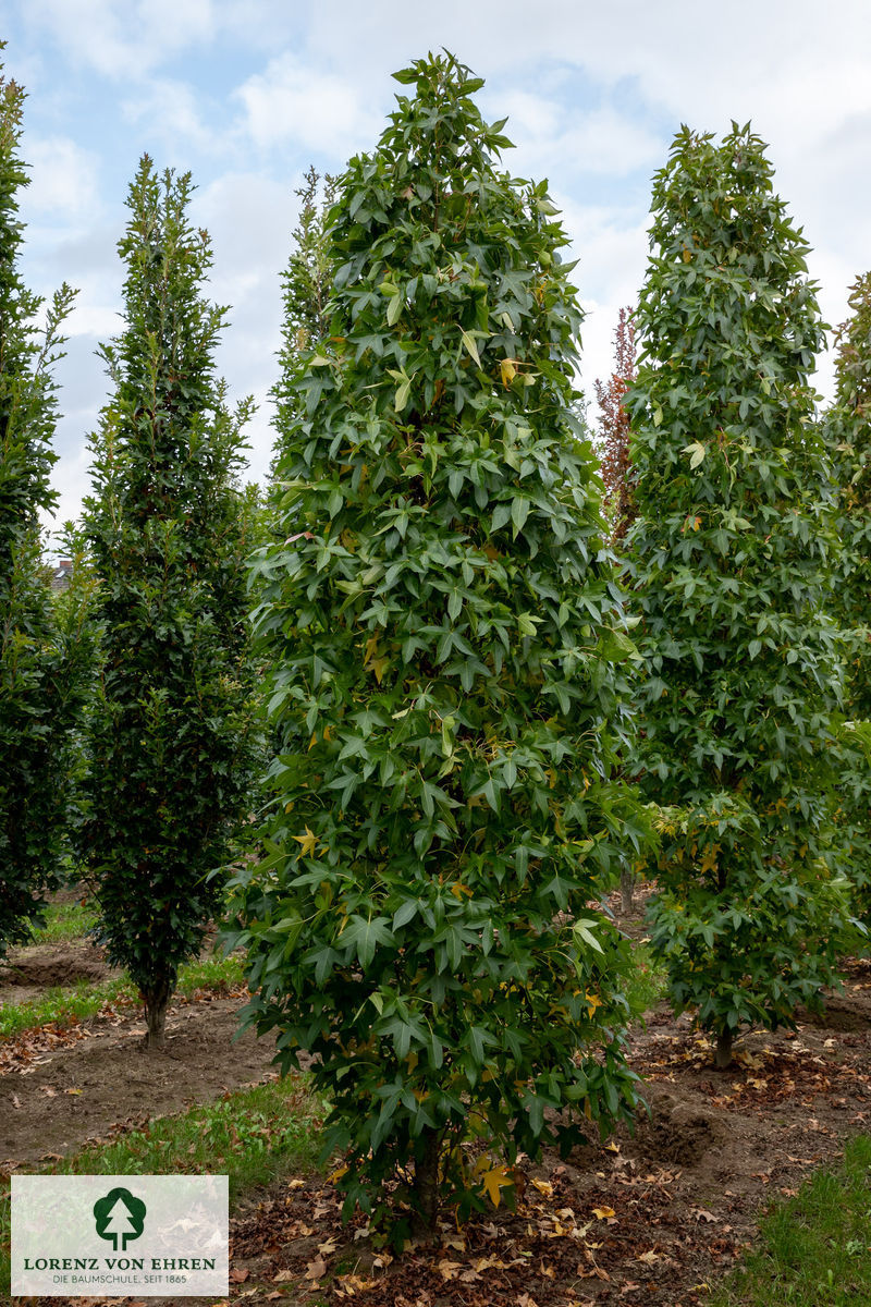 Liquidambar styraciflua 'Slender Silhouette'