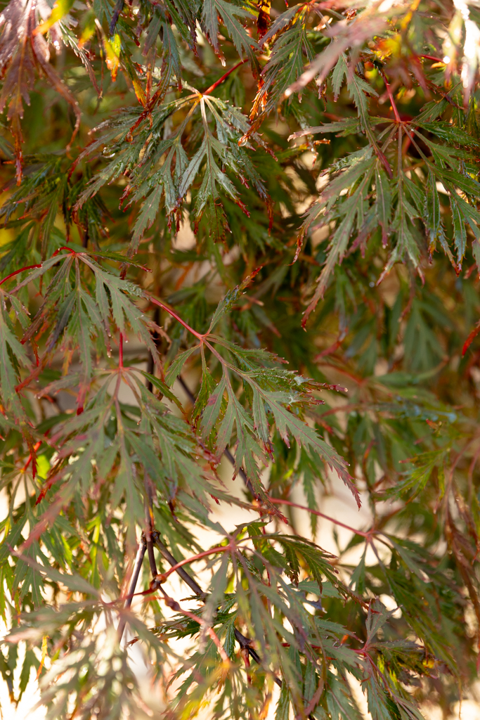 Acer palmatum 'Dissectum Nigrum' VJ