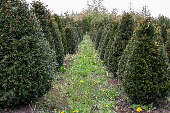 von Ehren Taxus baccata Eiben in der Baumschule