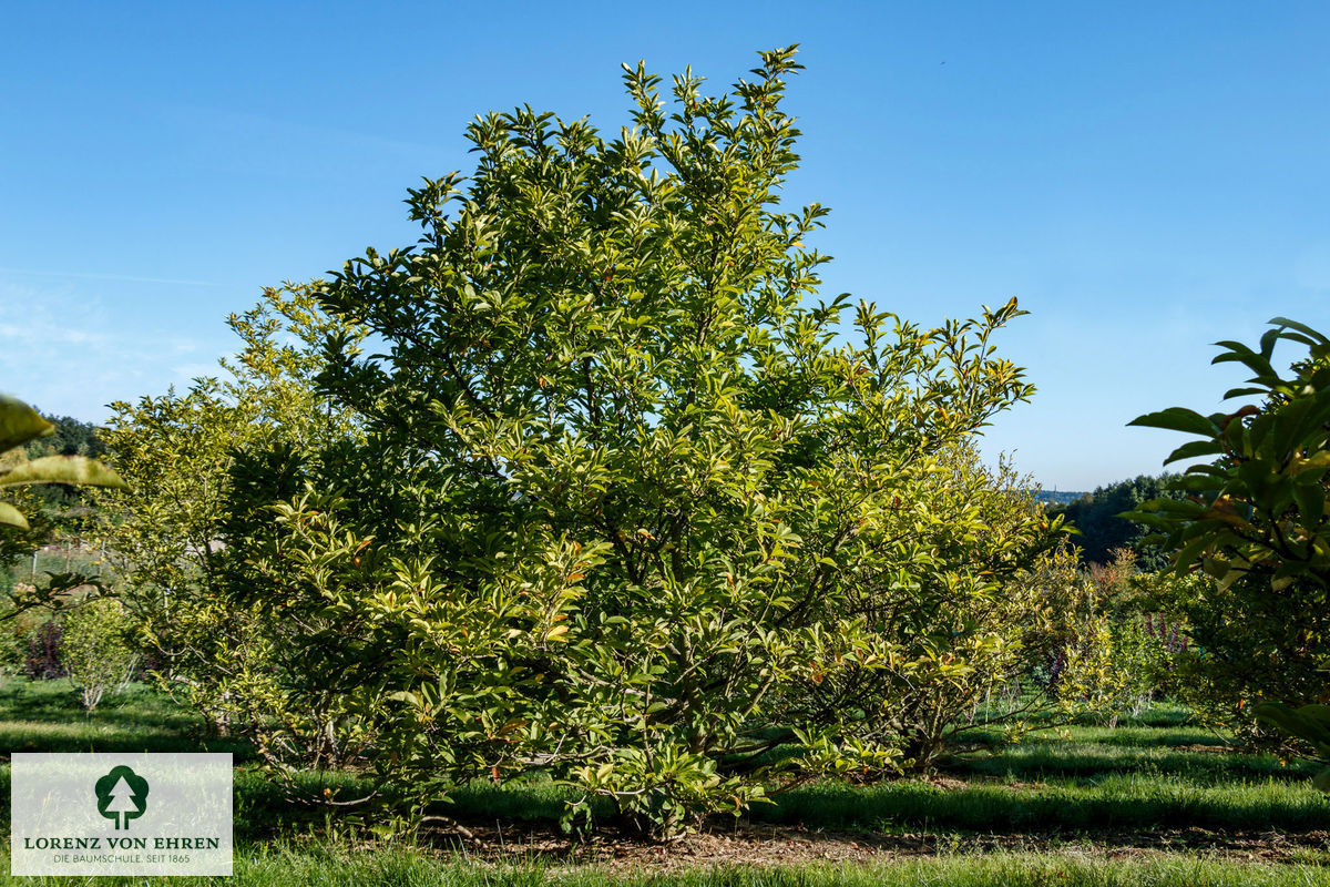 Magnolia liliiflora 'Susan'