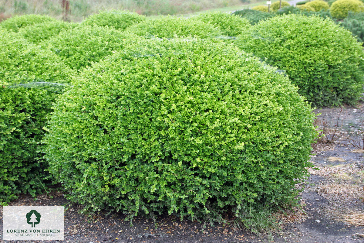 Buxus microphylla 'Faulkner'