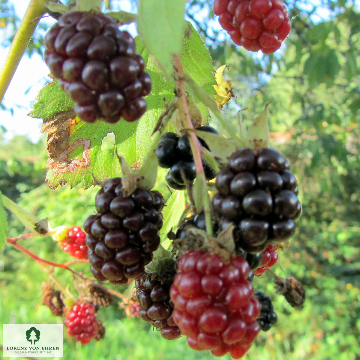 Rubus fruticosus 'Black Satin'