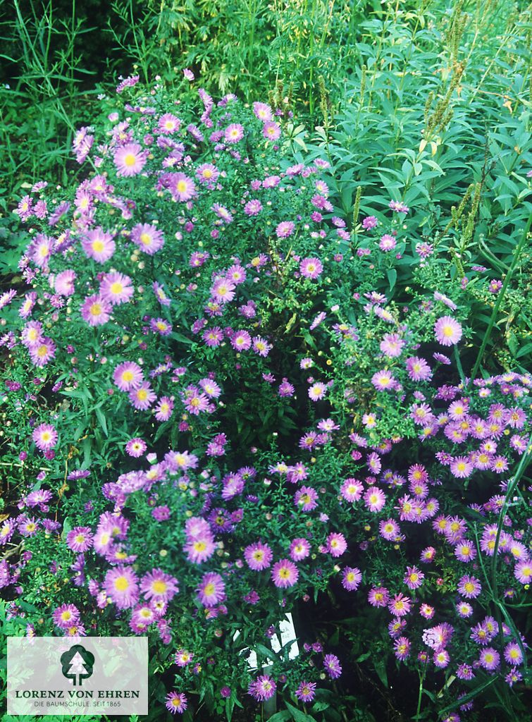 Aster novi-belgii 'Schöne Von Dietlikon'