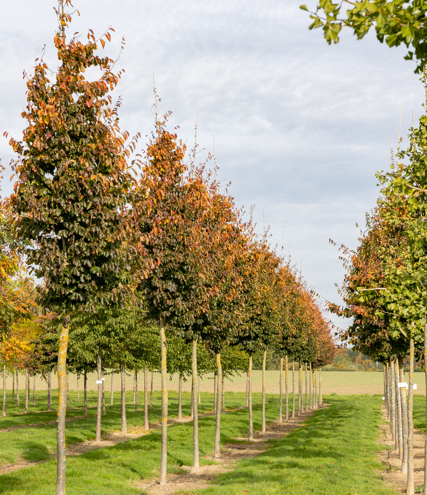 Herbstfärbung Eisenholzbaum 'Vanessa; Herbst in der Baumschule