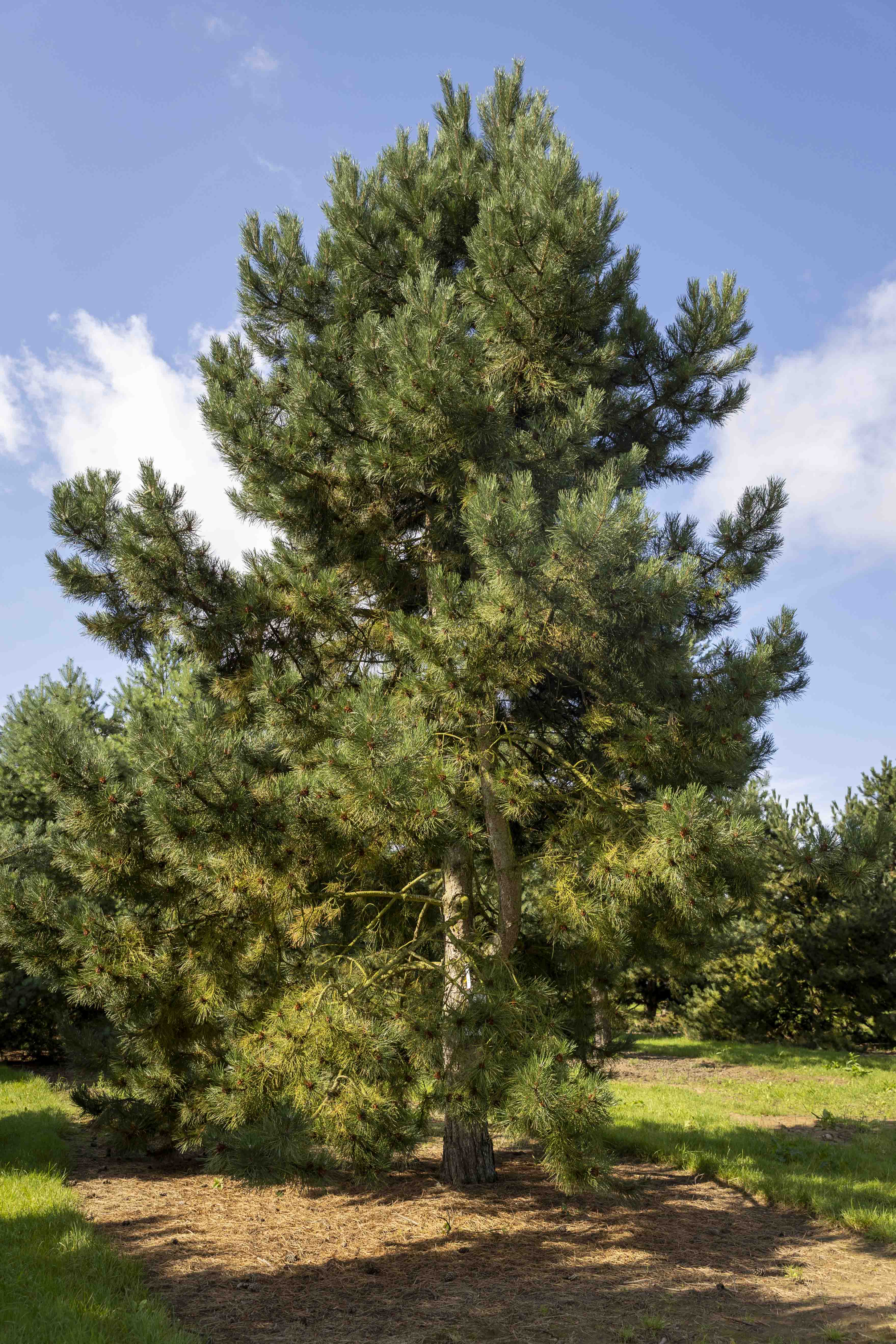 Pinus nigra austriaca  Unikat