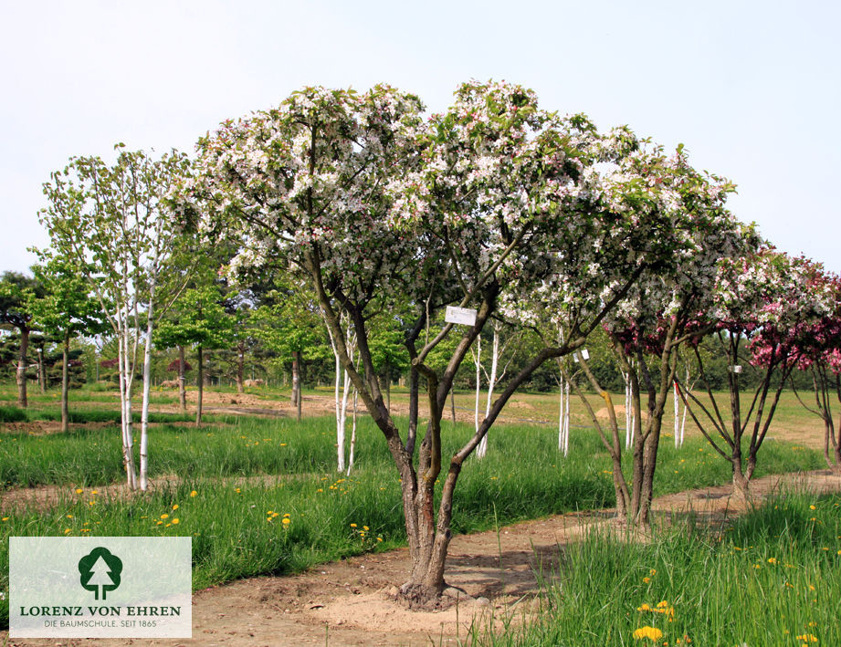 Malus 'Wintergold'