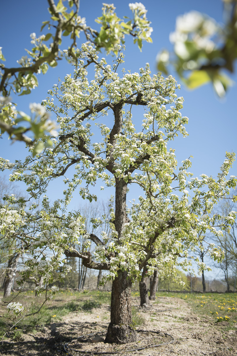Pyrus communis Conférence Unikat
