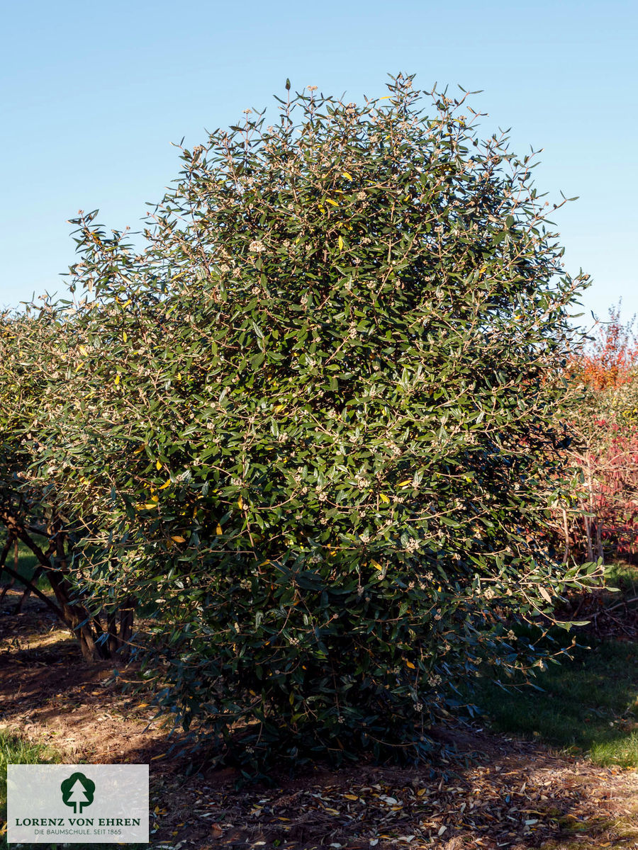 Viburnum 'Pragense'