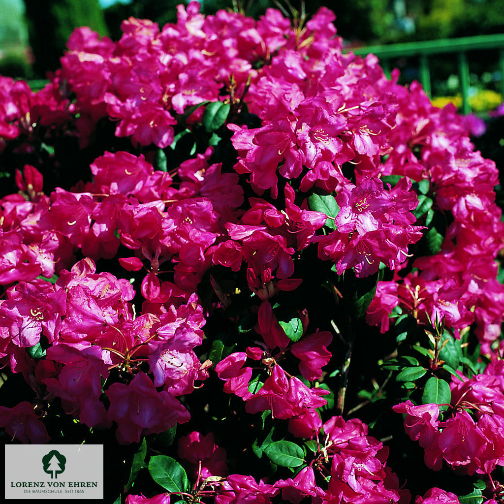 Rhododendron williamsianum 'Lissabon'